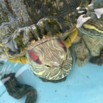 Thumbnail of post image 108