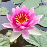 Thumbnail of post image 135